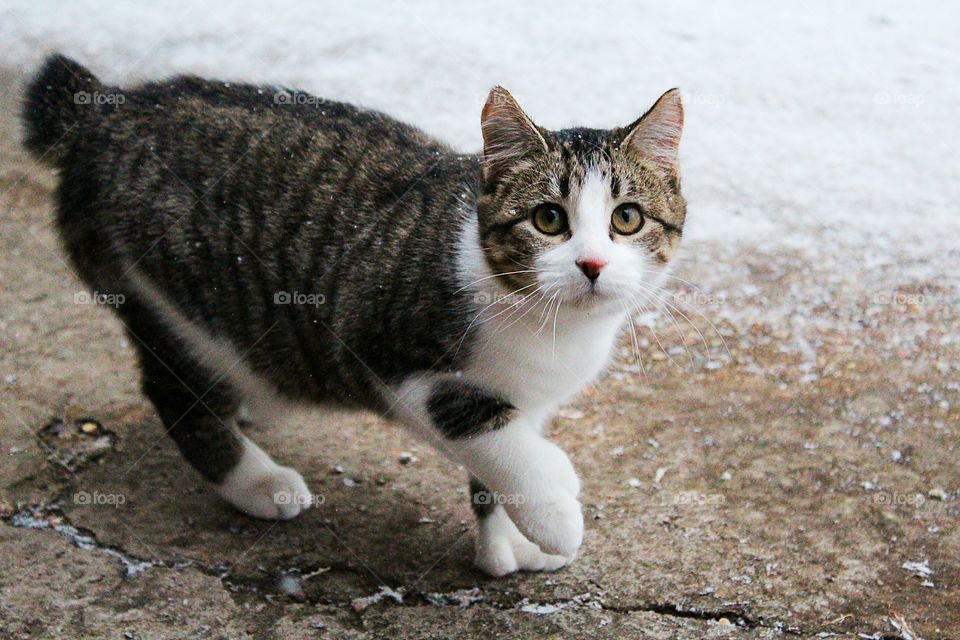 A cute cat sees snow for the first time.