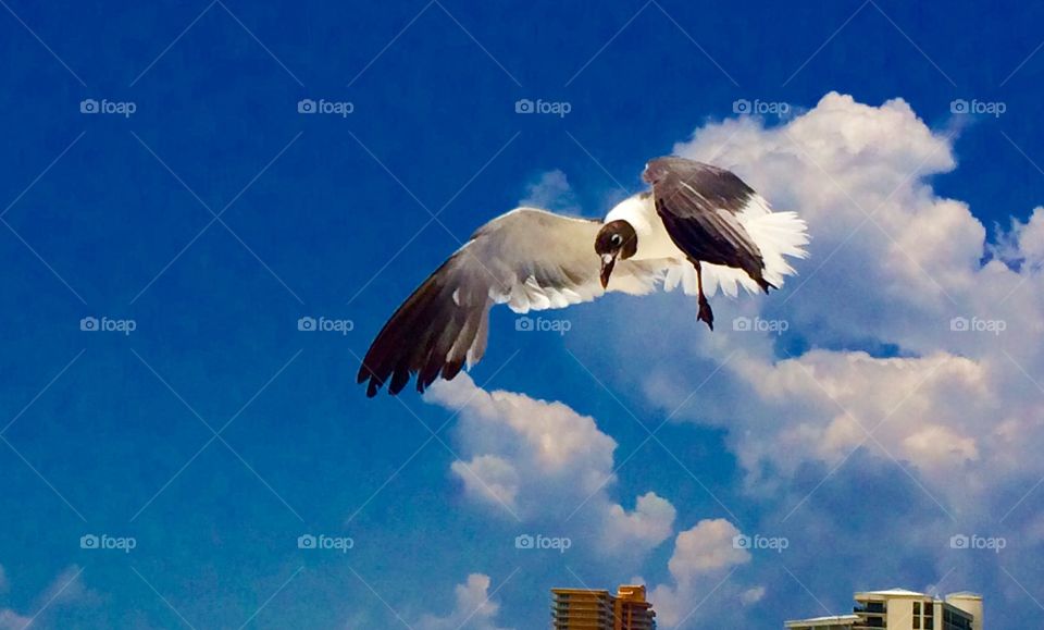 Seagull 