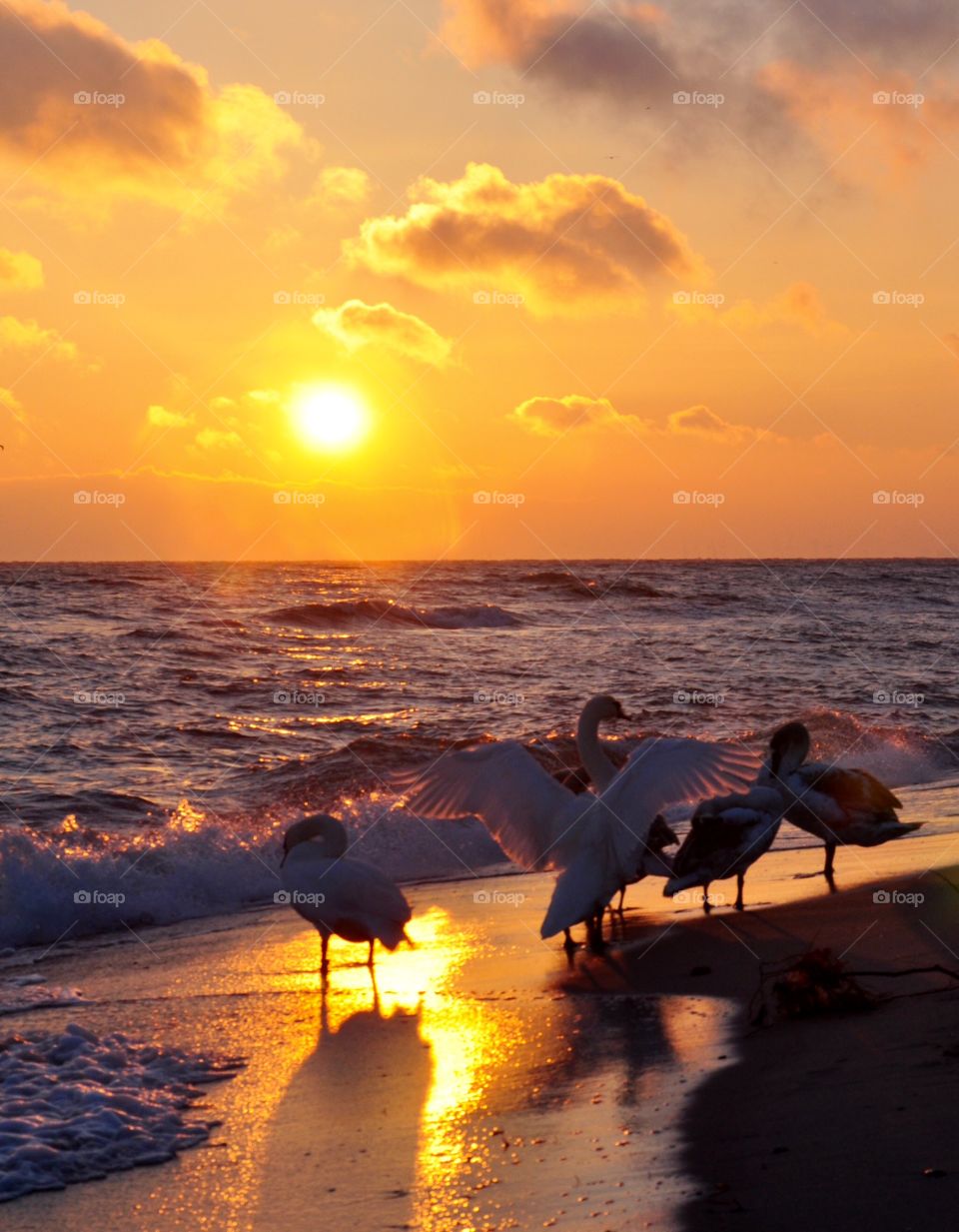 Sunrise and swans 