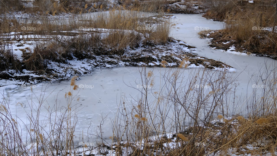withered reeds by the pond