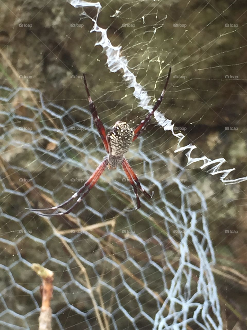 Spider on its net in the jungles of Saipan