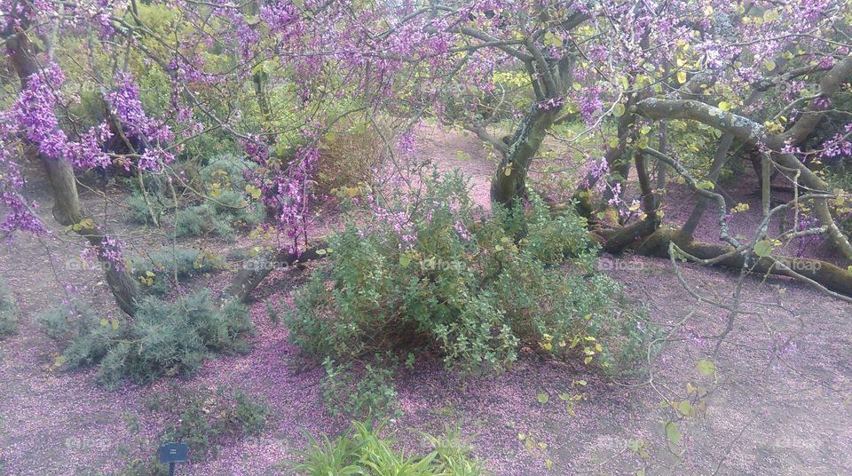 flowers in Kew garden