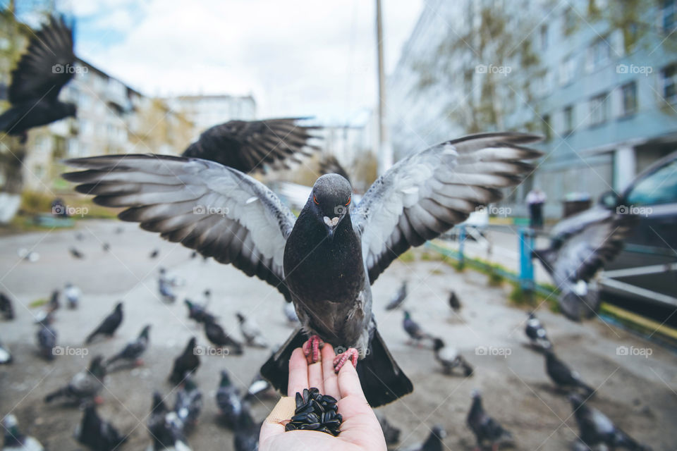 Feeding city doves