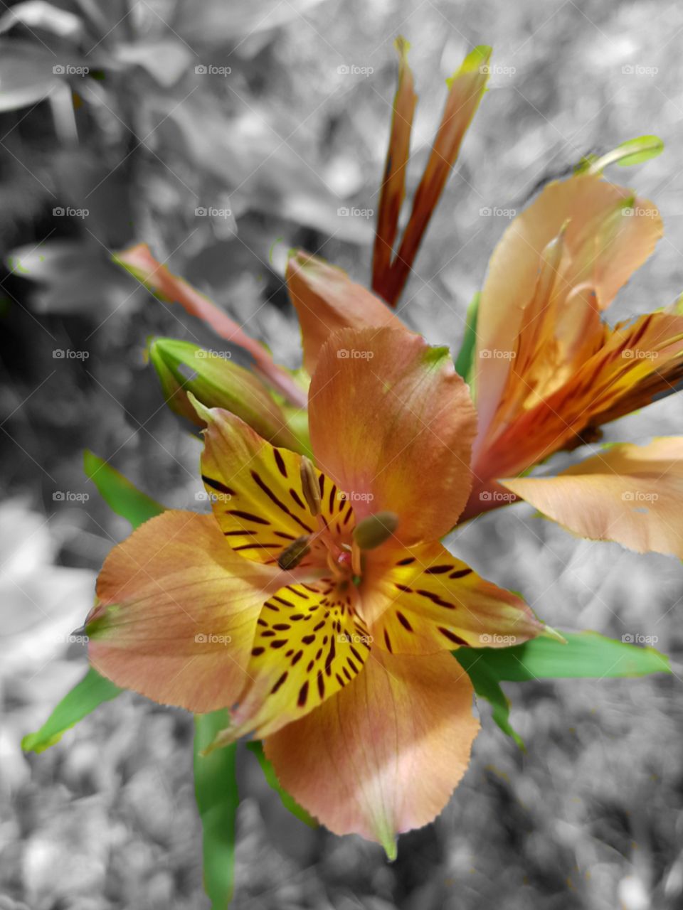 A colour splash photo of a flower in my garden. Gorgeous orange yellow brown and green.