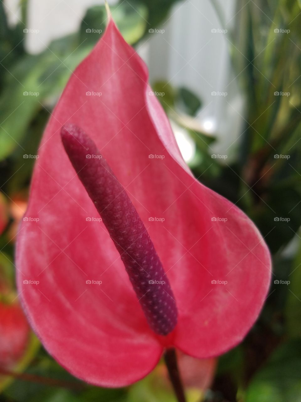 Planting Fields Arboretum State Park, Oyster Bay, NY - August 2017 - Taken on Android Phone - Galaxy S7 - Exploring the Grounds on a Lazy Sunday near the end of Summer