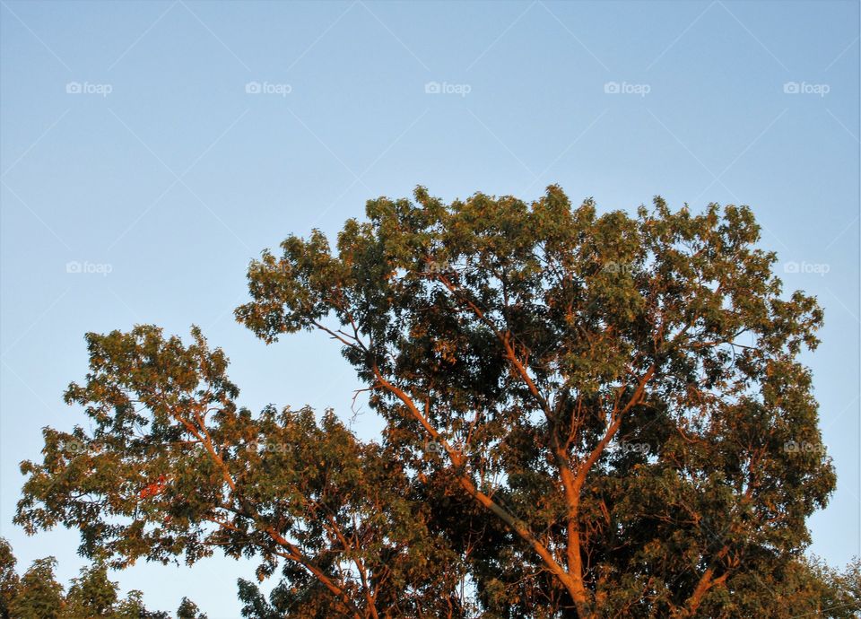 tree tops at sunset