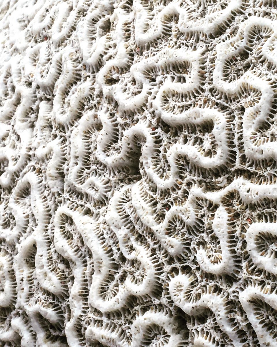 Brain coral