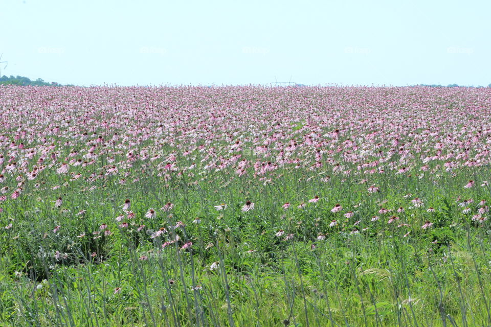 Field of Flowers 