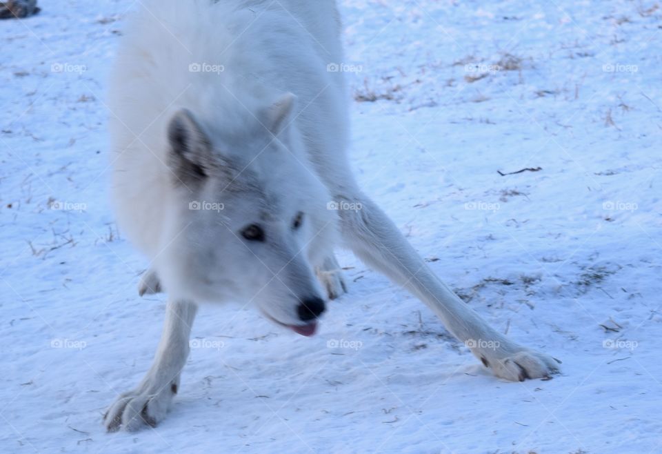Wolf Dog Sanctuary Visit