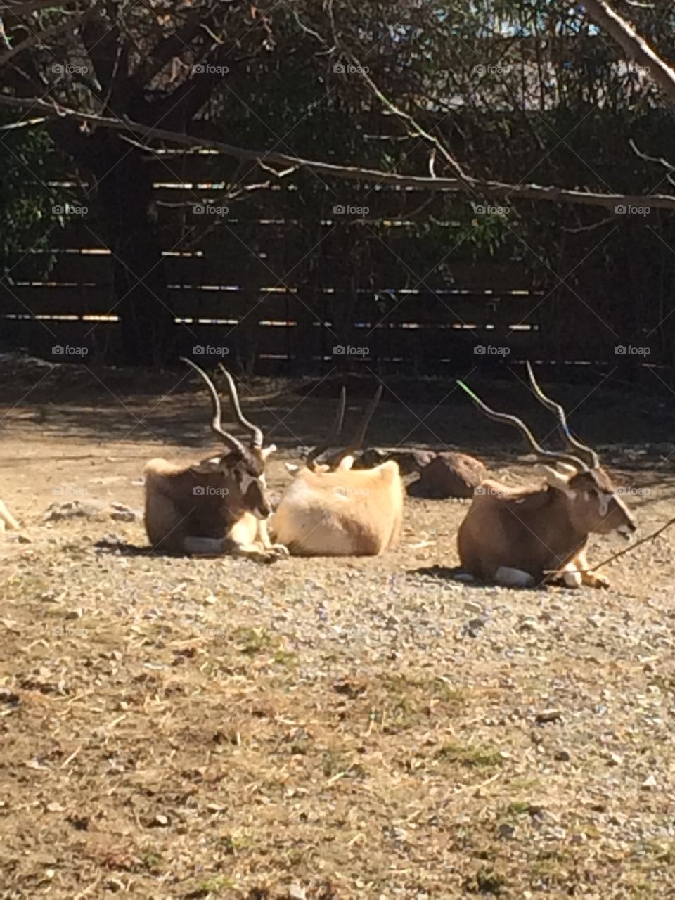 Deer, Mammal, Wildlife, Animal, Antler