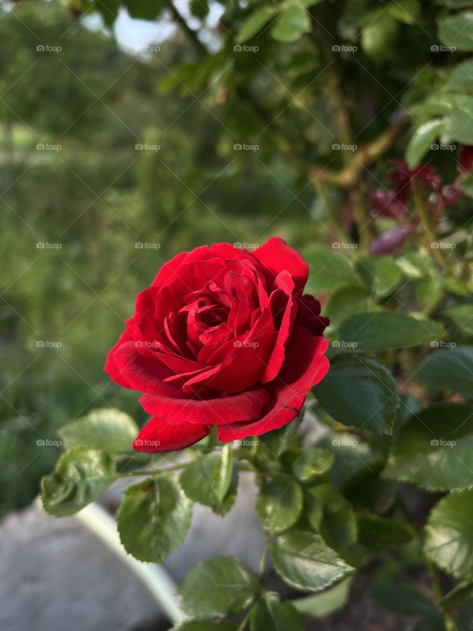 Gorgeous red velvet rose under the morning tender sunlight in a silent summer garden.