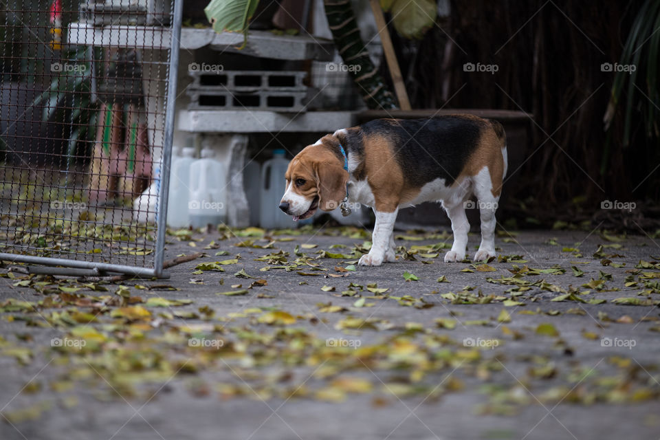 Beagle dog in the road