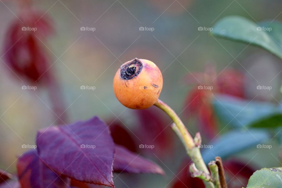 Still life orange rose hip (fruit of the rose) 