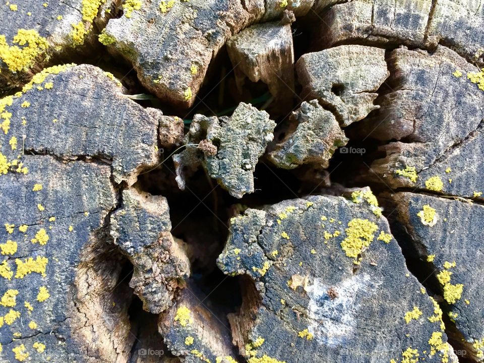 Lichen on cracked tree stump