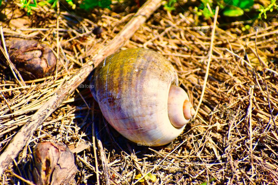 Snail shell