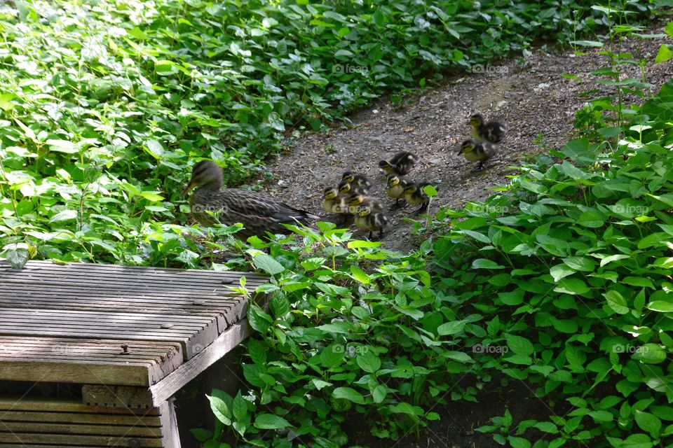 Ducks in the park