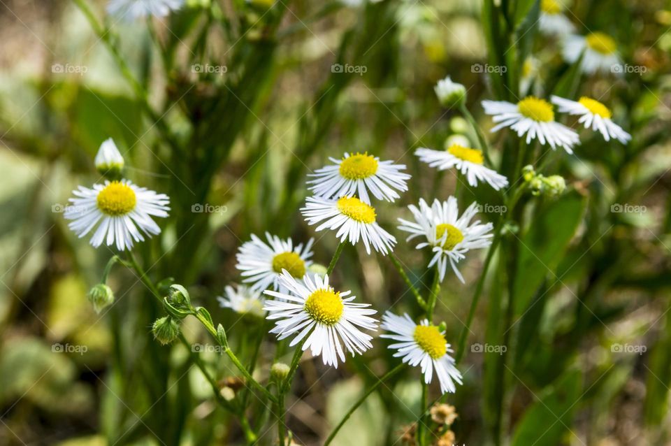 Erigeron annuus (formerly Aster annuus), the annual fleabane, daisy fleabane, or eastern daisy fleabane