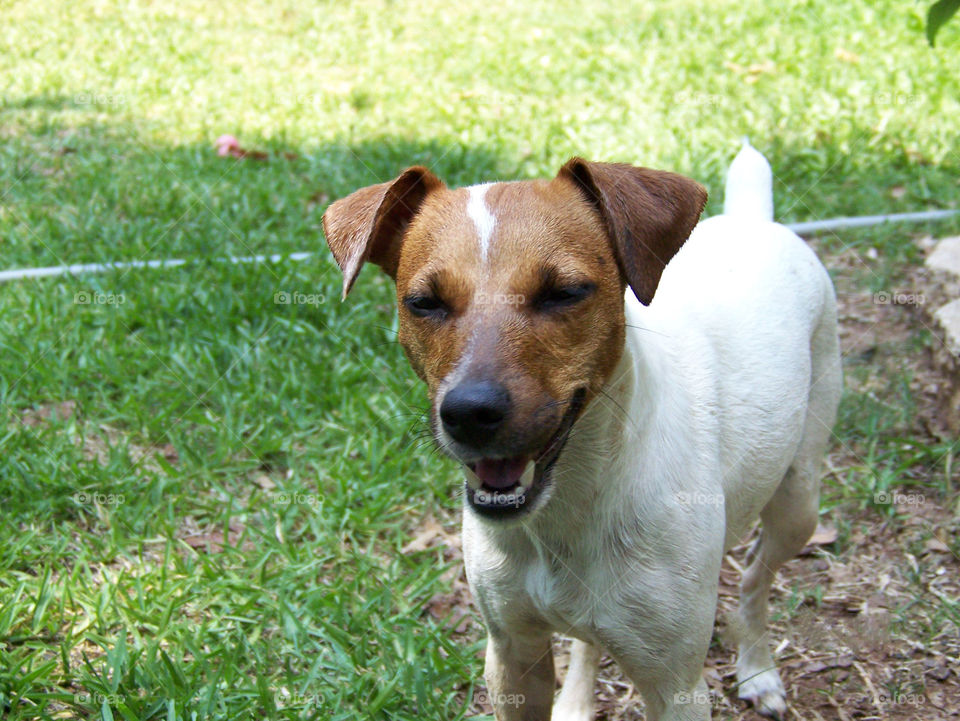 Happy, smiling Jack Russell dog 