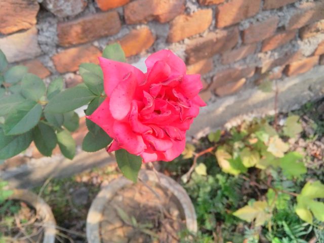 a beautiful rose flowers in the garden.