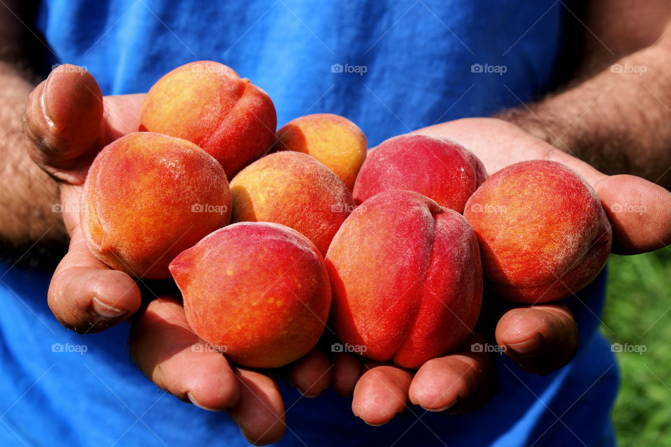 Close-up of human hands holding peaches