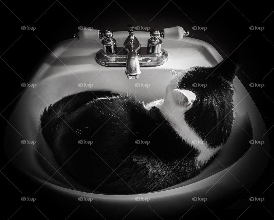 Sleeping  Cat in the sink
