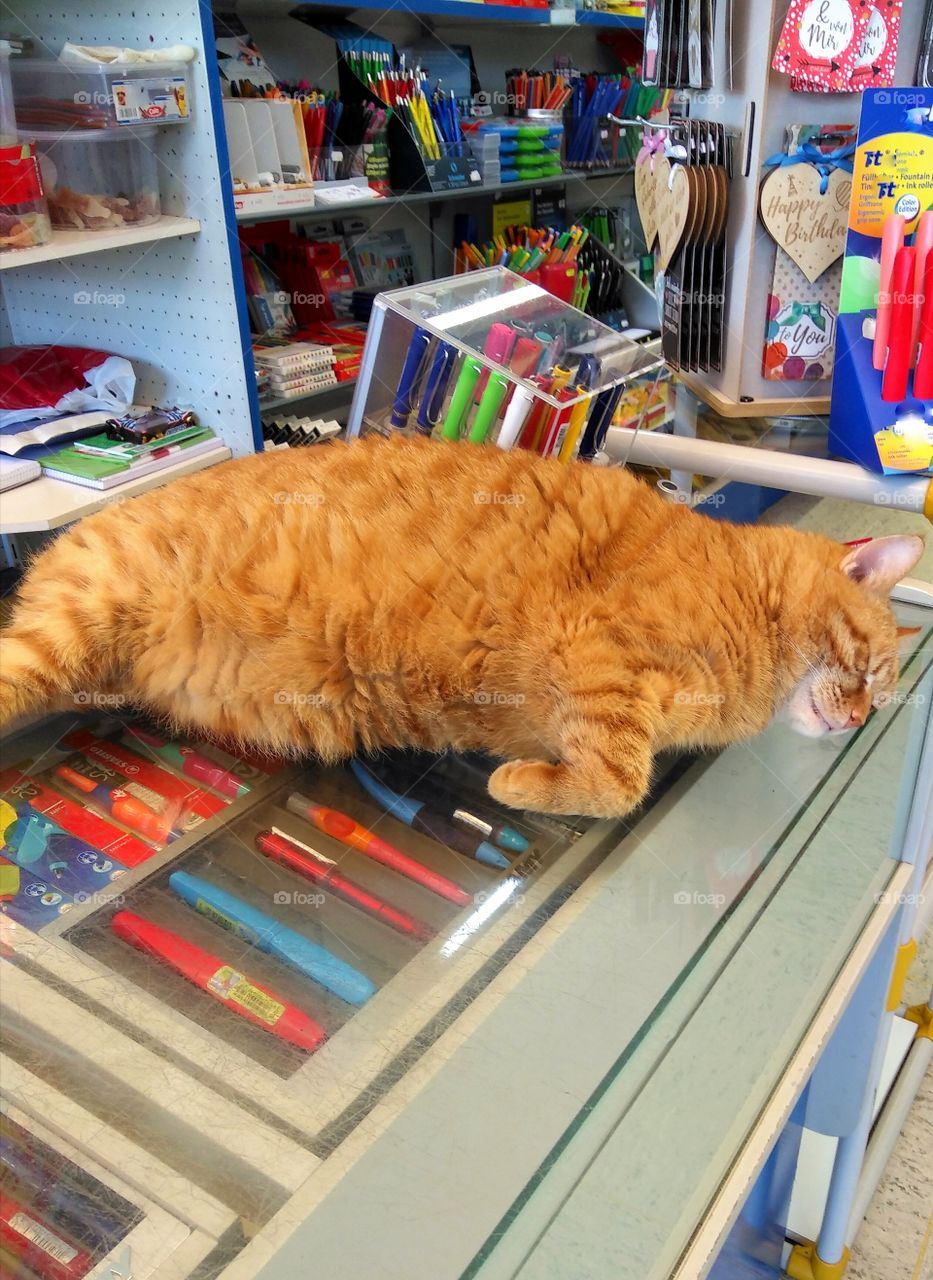 fat cat on the counter