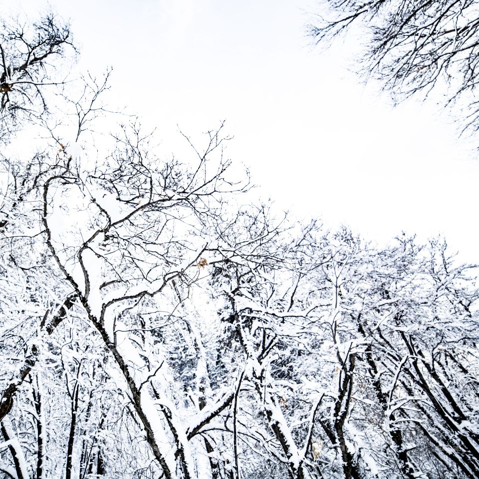Winter, Tree, Wood, Snow, Branch