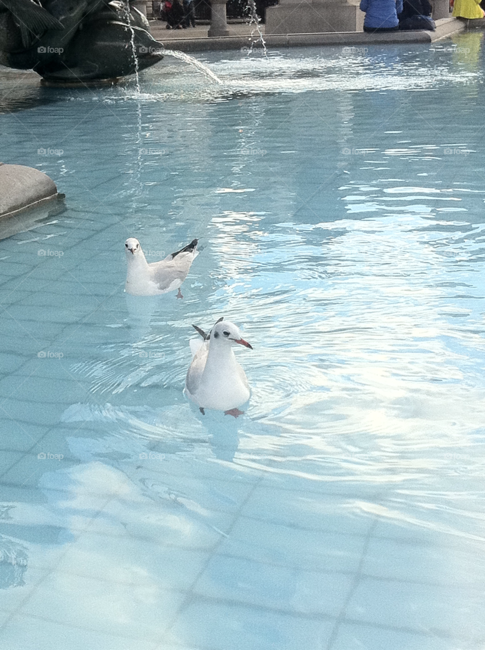 white birds water pool by barreto