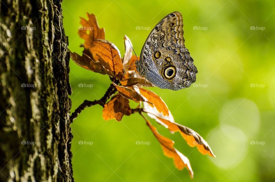 Beautiful and colourful butterfly