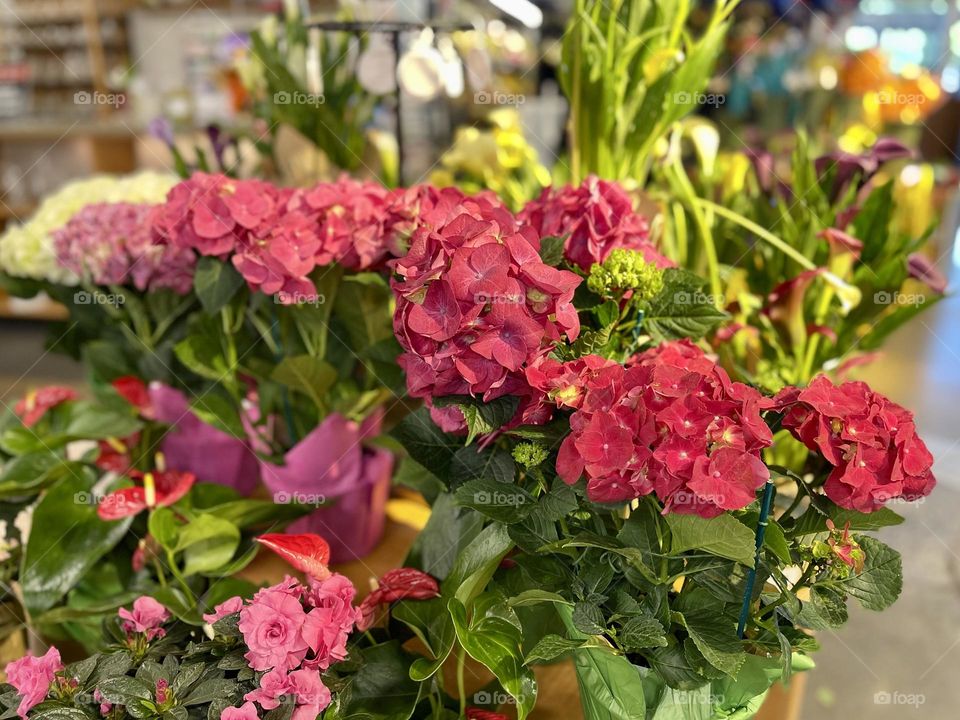 Red blooming hydrangeas