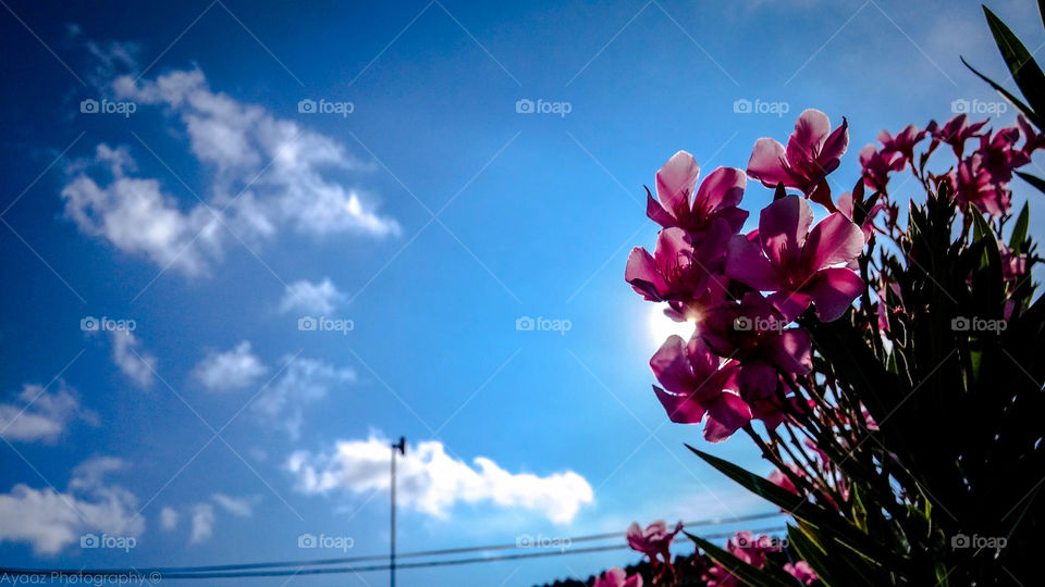 Pink Flower and Blue Sky. Snapped this pink flower whilst the sky was a eye catching blue in a sunny day