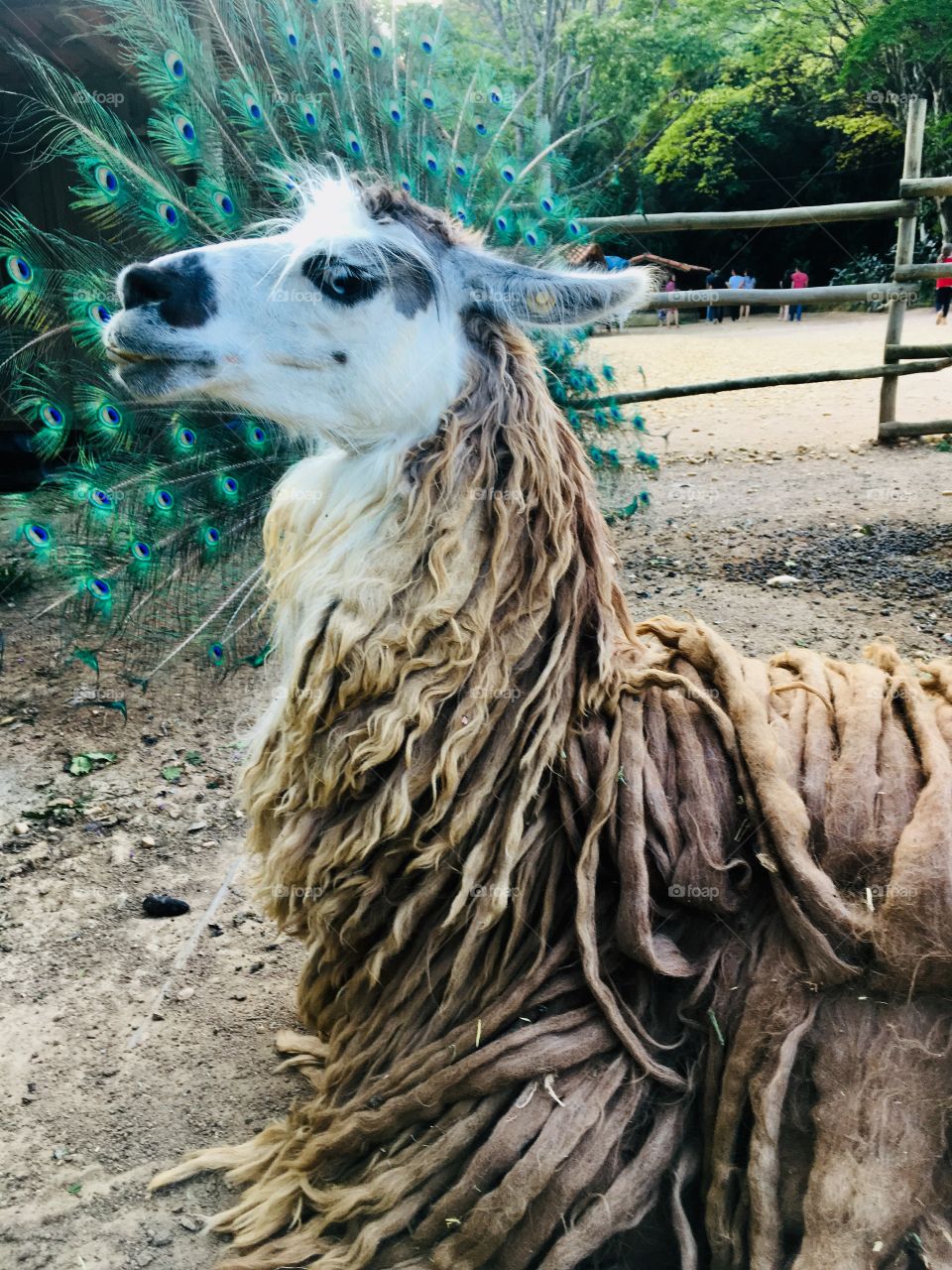 FOAP MISSIONS - Notice this llama, photographed on a farm in the interior of Brazil: it has an ornament made by optical illusion with the feathers of the Peacock! / Reparem na lhama: ela tem ornamento feito por ilusão de ótica com as penas do Pavão!