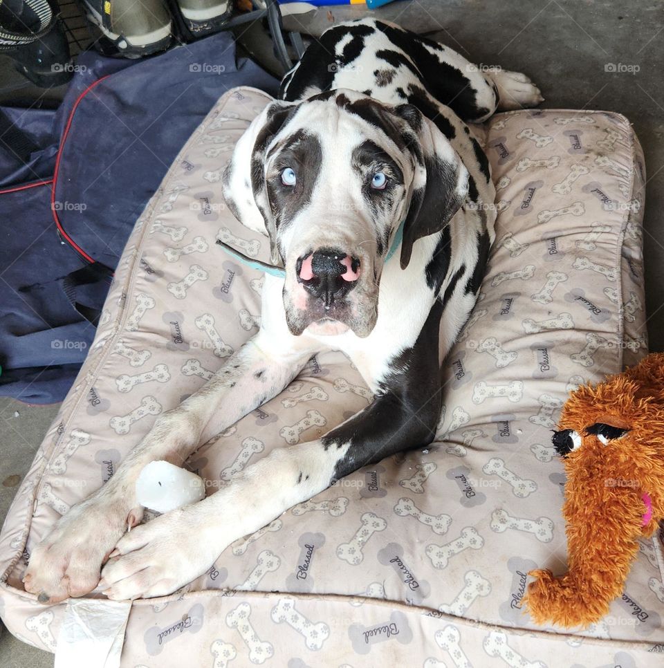 Beautiful Great Dane Puppy