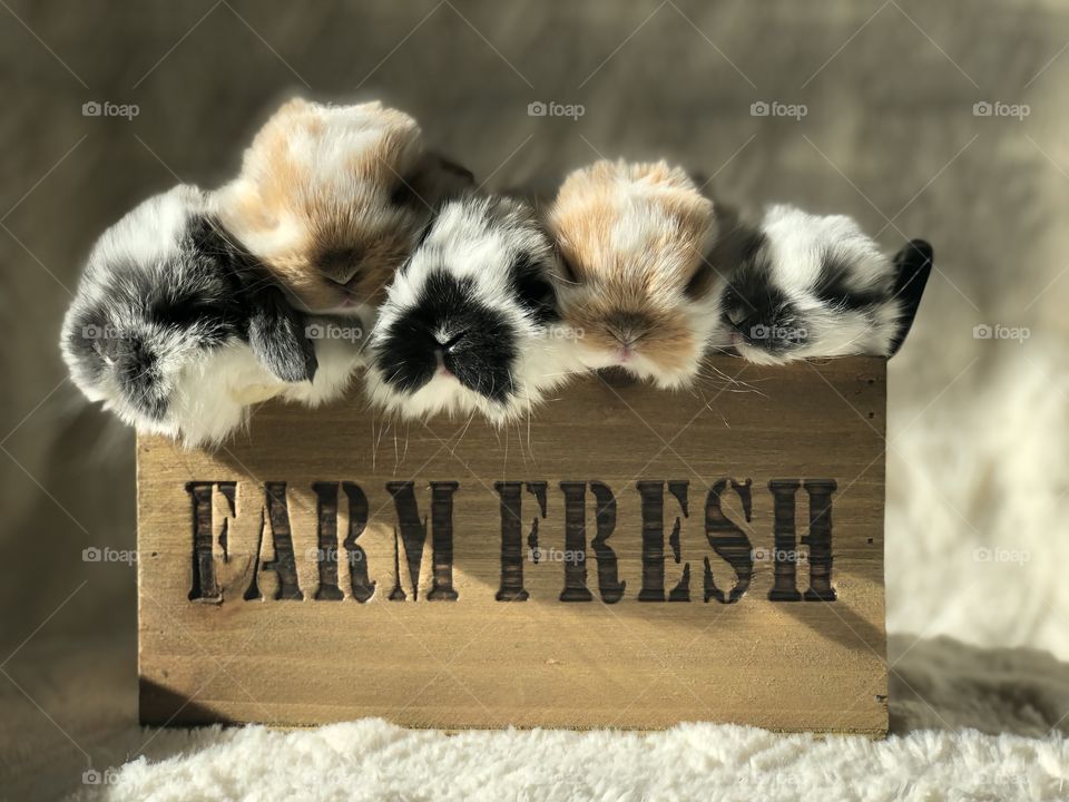 Farm fresh