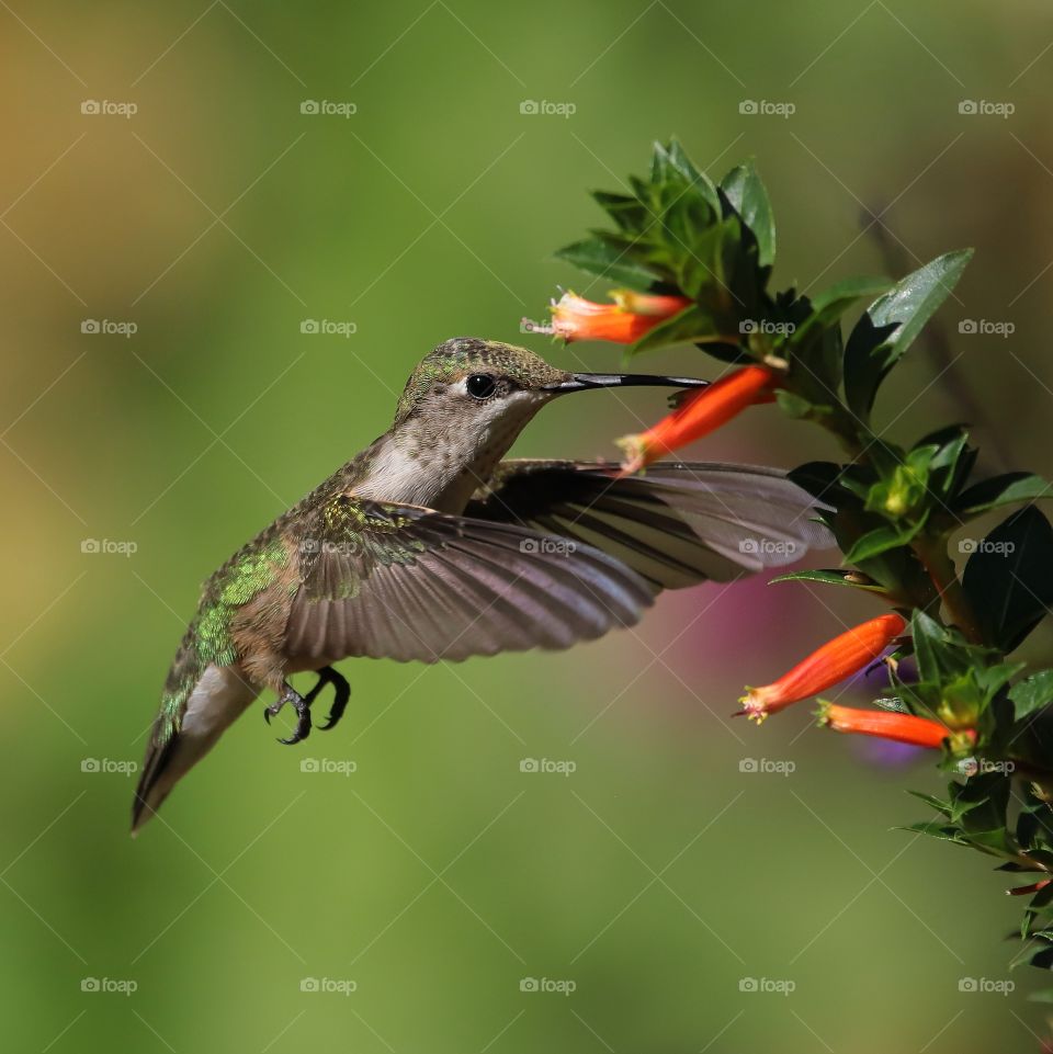 ruby-throated hummingbird