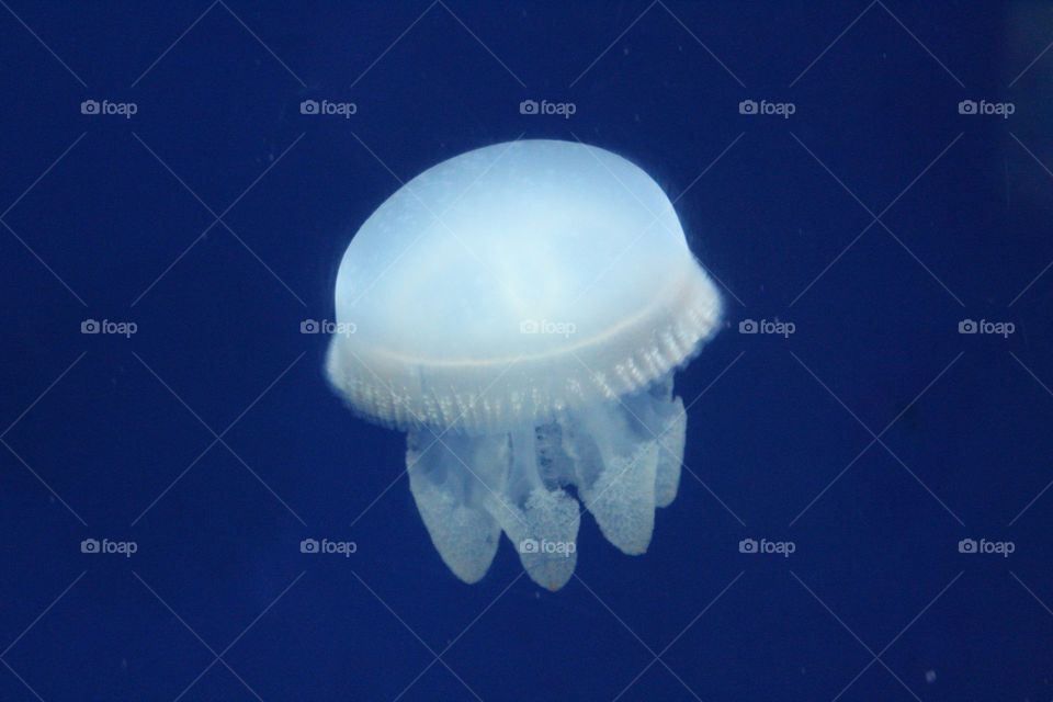 Jelly fish