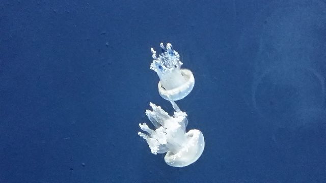 jellyfish