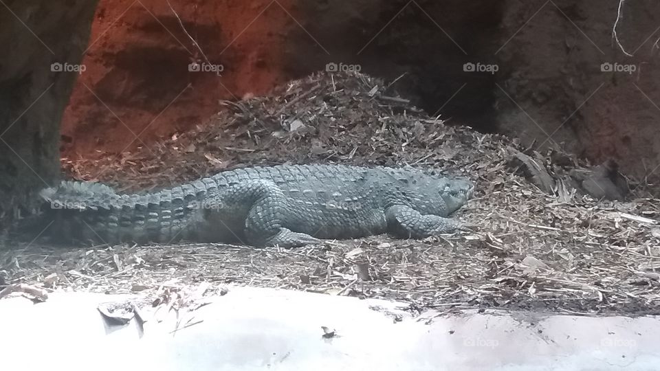 Crocodile
