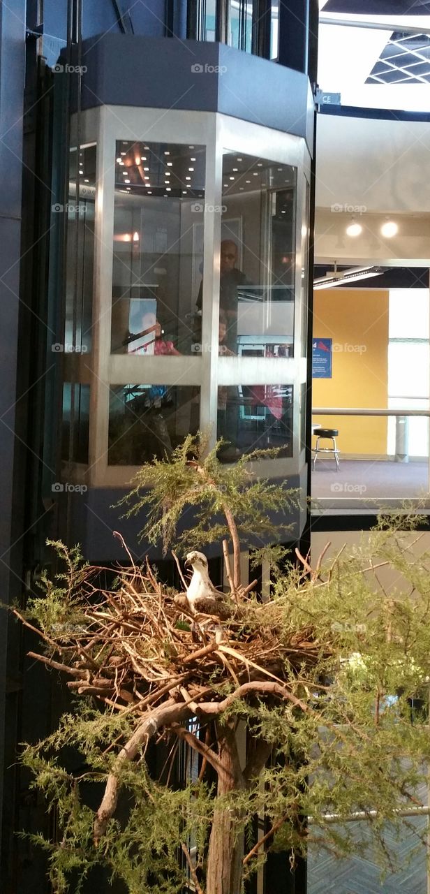 Orlando Science Center - elevator and bird on nest