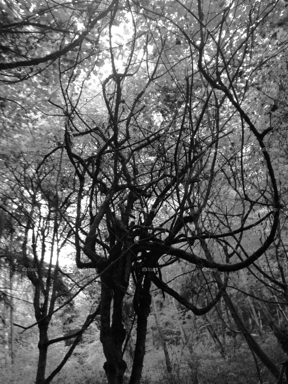 Halloween Tree. Spooky looking tree