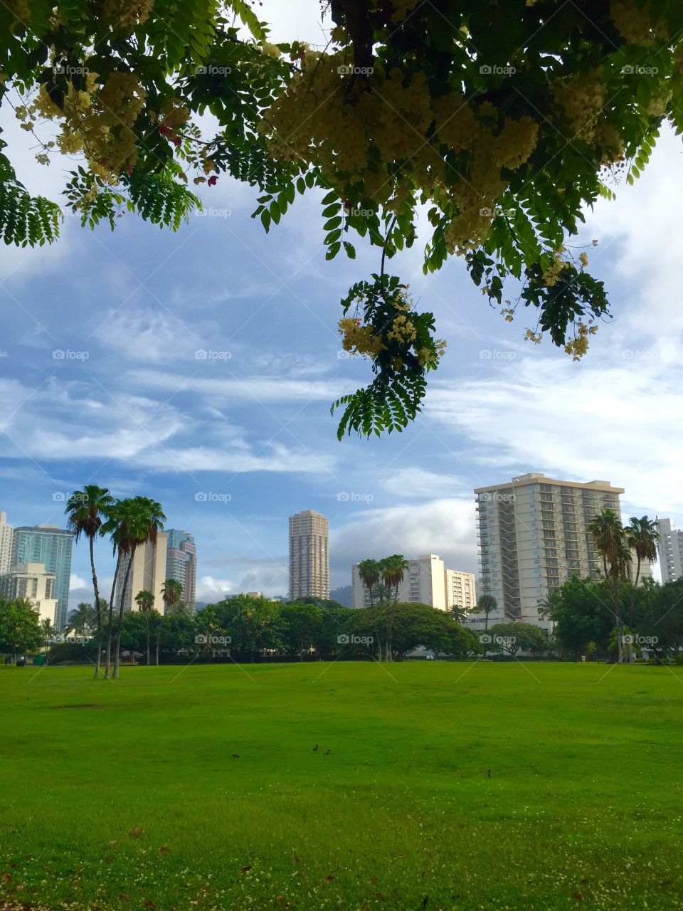 Green grass in park at city