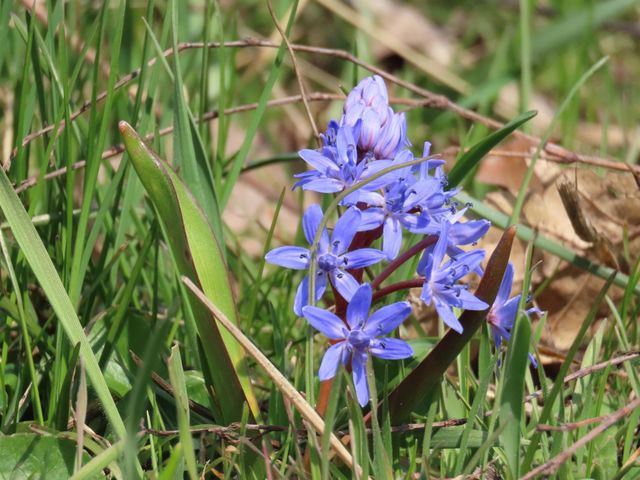 First spring flowers