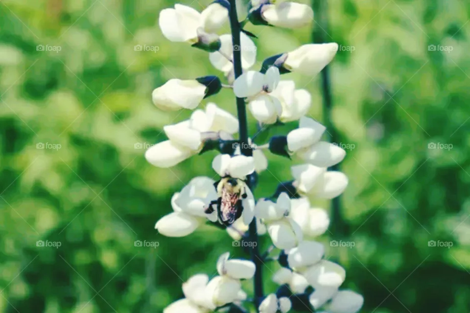 beautiful flowers tree