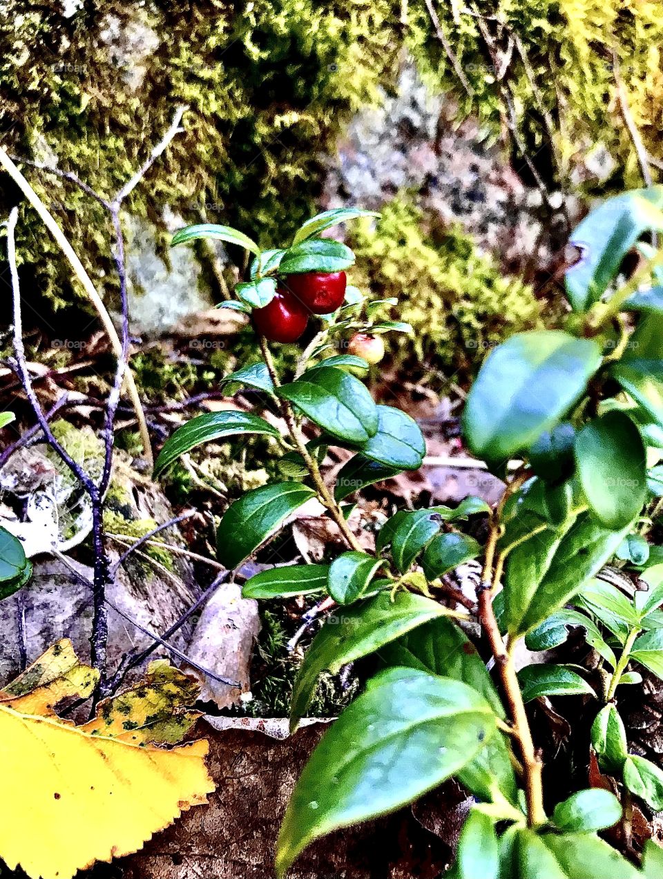 Lingonberries in autumn forest