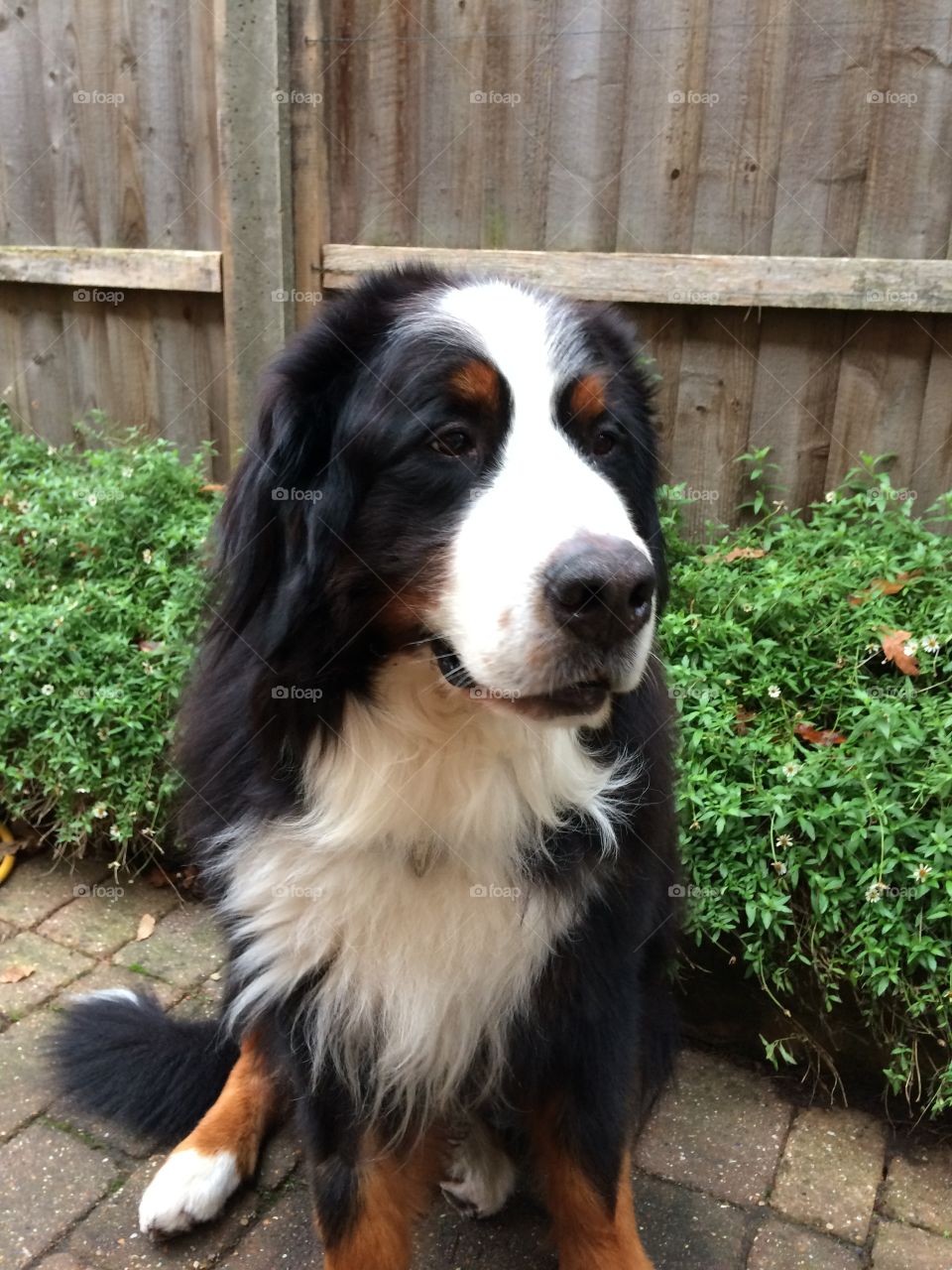 Shy Bernese Mountain Dog sitting by a fence