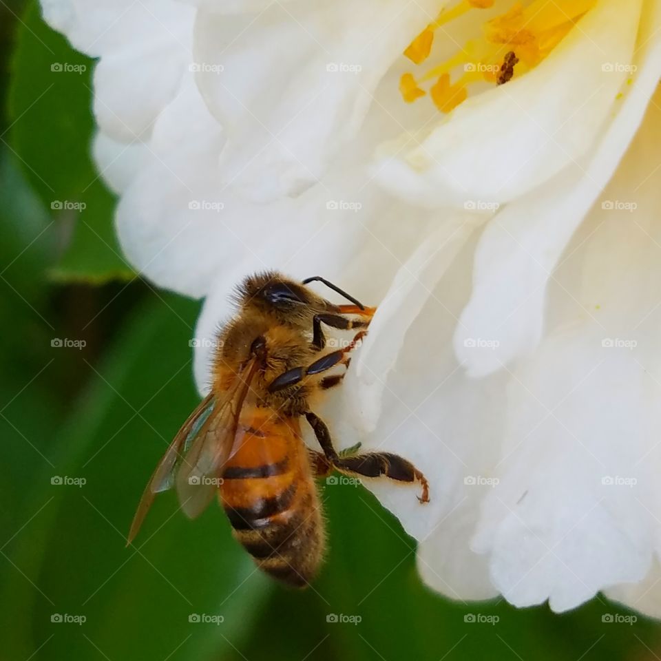 Bee, Pollen, Insect, Nature, Honey