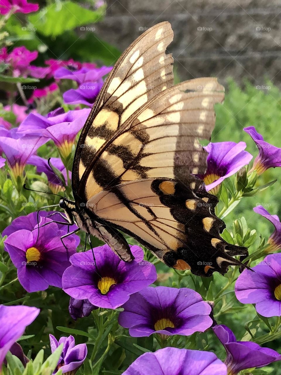 Papilio glaucus eastern tiger swallowtail butterfly pollinating petunia flowers backyard neighborhood landscaping garden container gardening patio plants summer nature insects bugs the stillness within