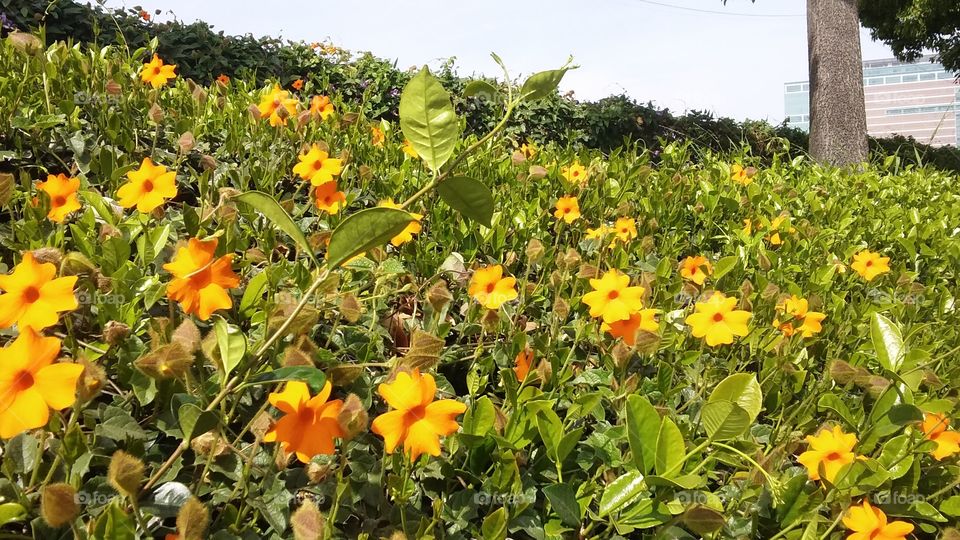 Field of orange flowers blooming