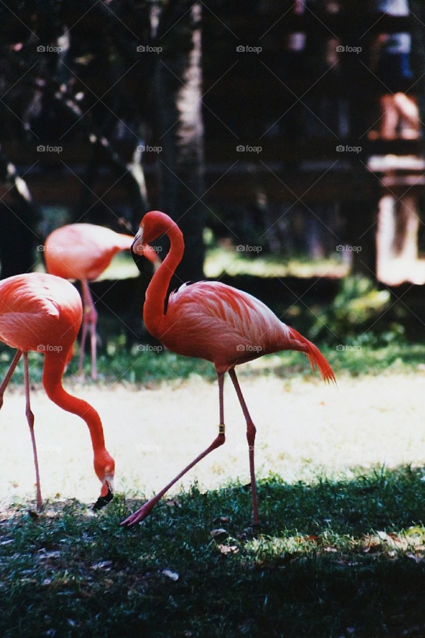 another pretty flock of flamingos