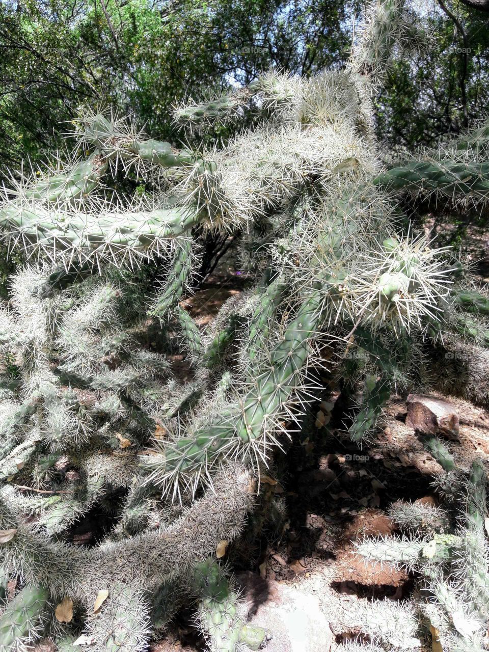 Cholla cactus